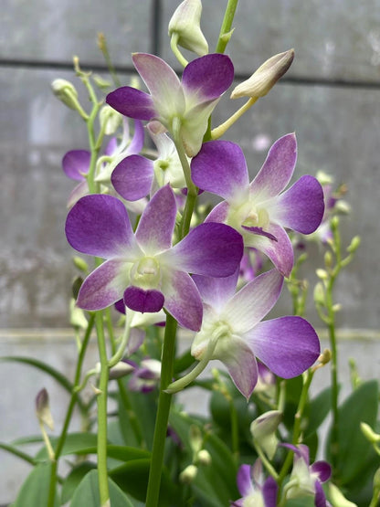 Dendrobium JK 21 Blue Angel