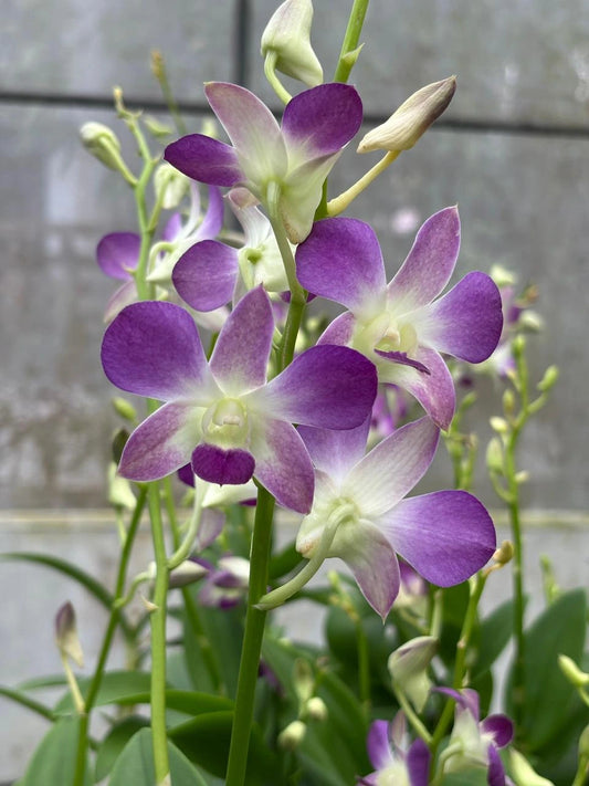 Dendrobium JK 21 Blue Angel