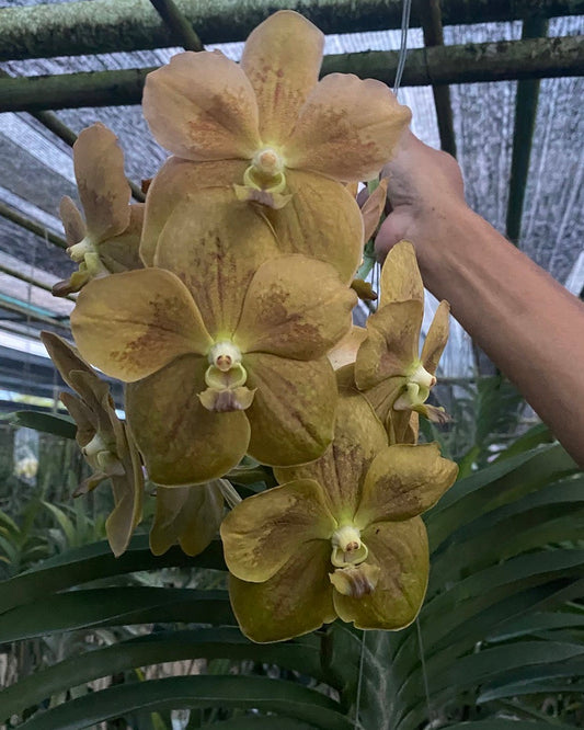 Vanda Boonmak Gold x Varut Leopard