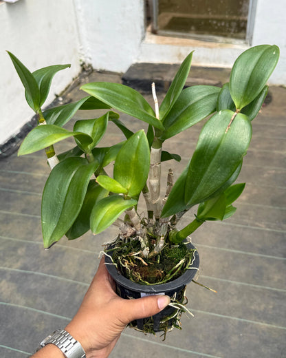 Dendrobium Brown 2908