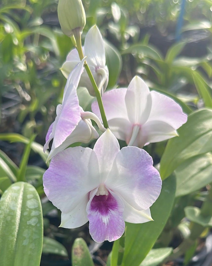 Dendrobium Busaba