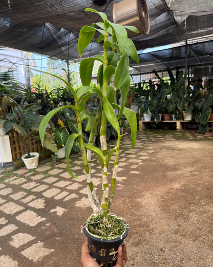 Dendrobium Cesar Chaid