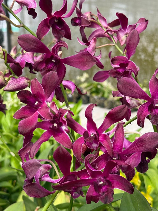 Dendrobium JK 17 Cesar Red