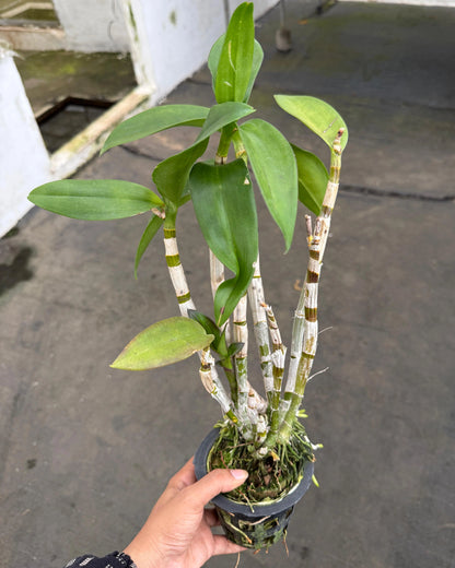 Dendrobium JK 17 Cesar Red