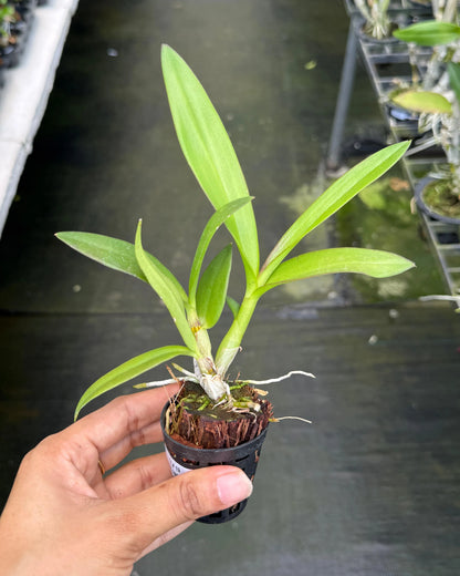 Dendrobium CF#19