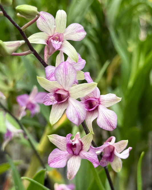 Dendrobium Chaopraya
