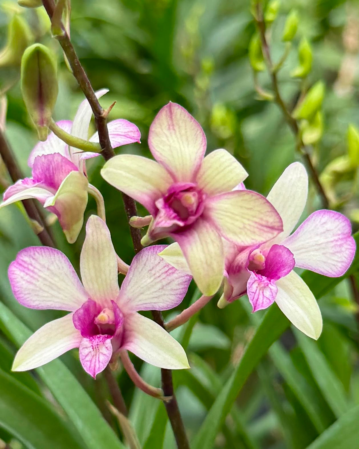 Dendrobium Chaopraya orchid