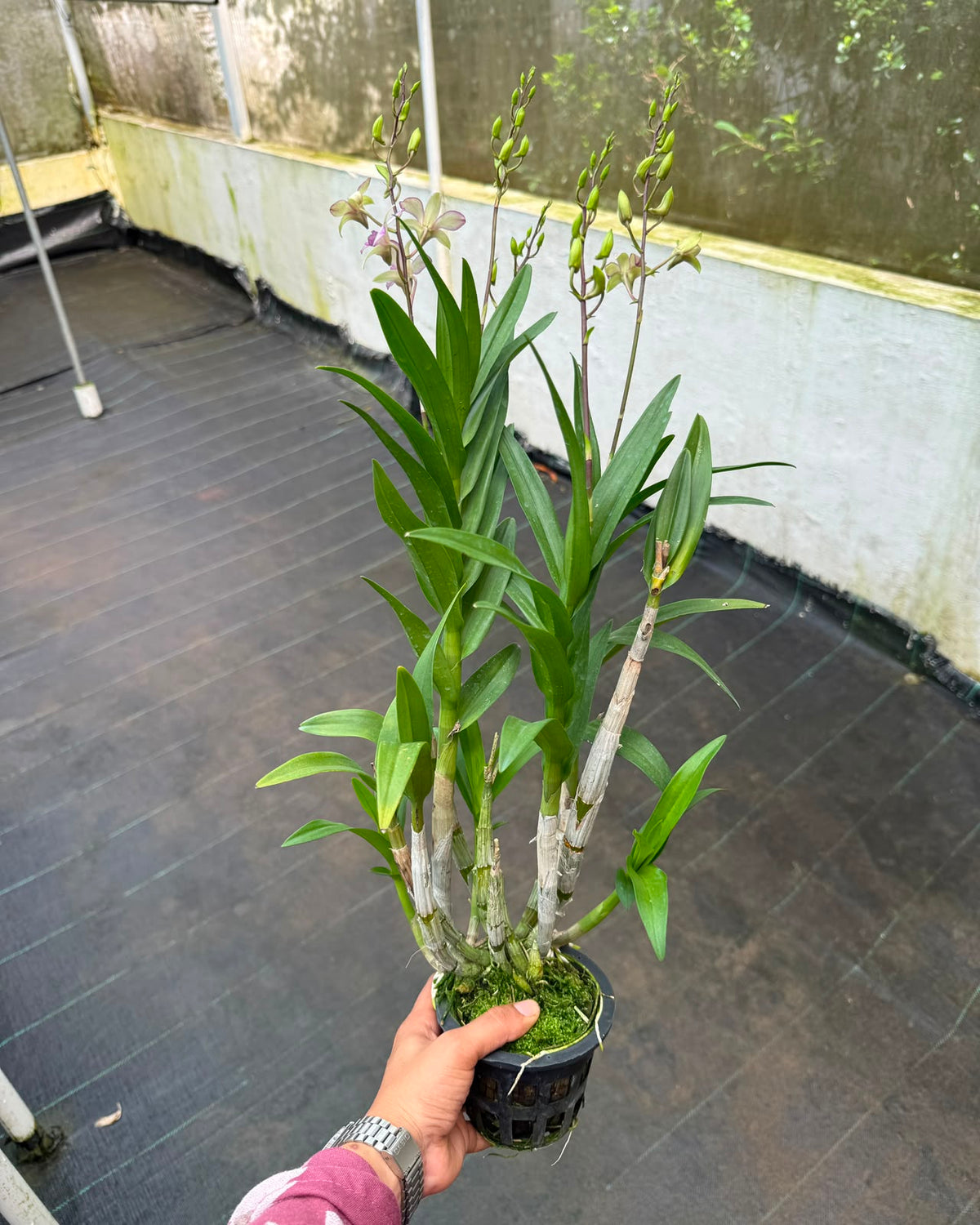 Dendrobium Chaopraya orchid