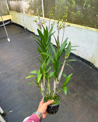 Dendrobium Chaopraya