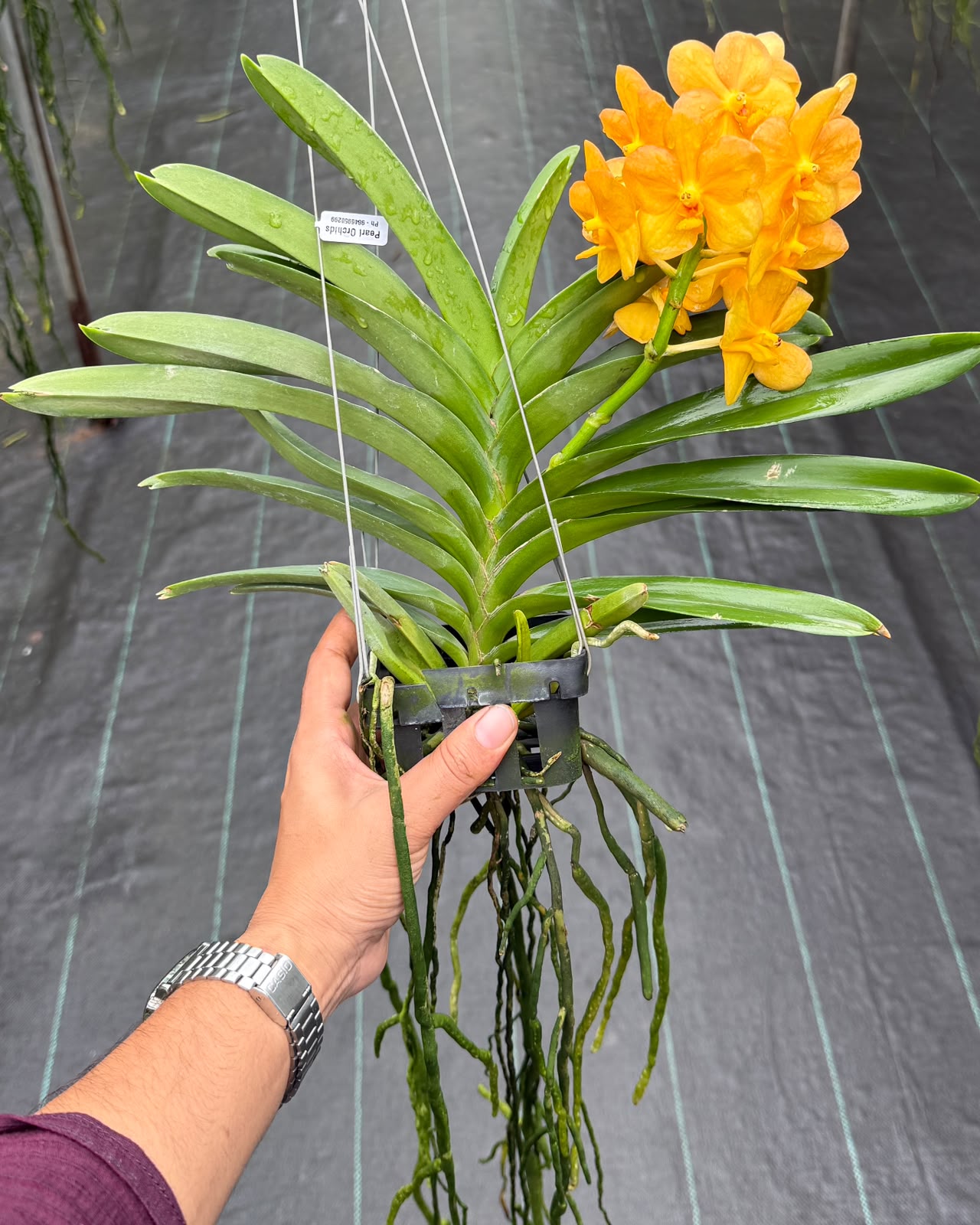Vanda Charles Good Fellow x Bangkhutien