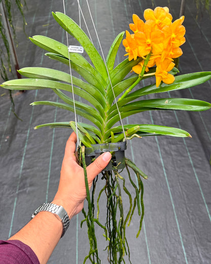 Vanda Charles Good Fellow x Bangkhutien