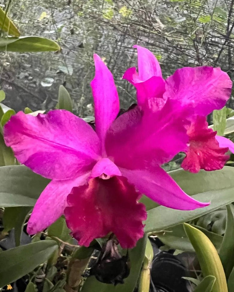 Cattleya Cherry Suisse