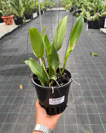 Cattleya Cherry Suisse