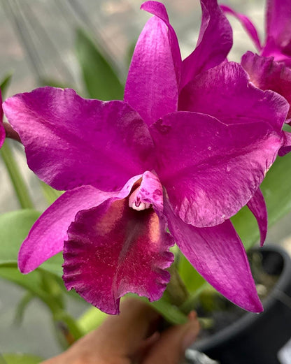 Cattleya Cherry Suisse