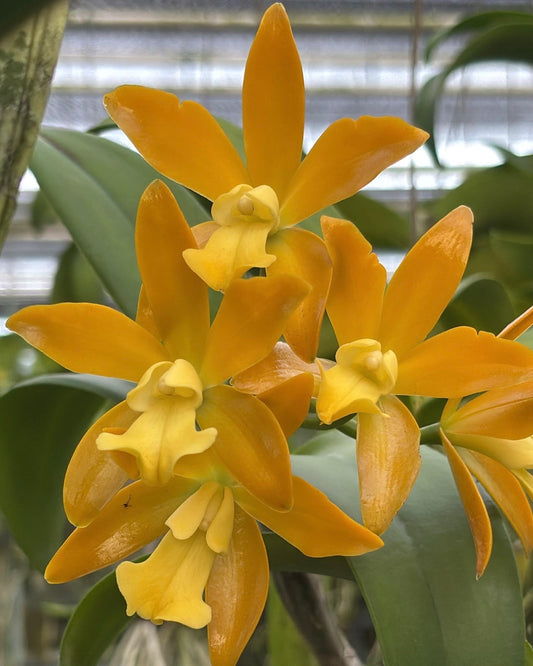 Cattleya Chocolate Drop Yellow Crstal