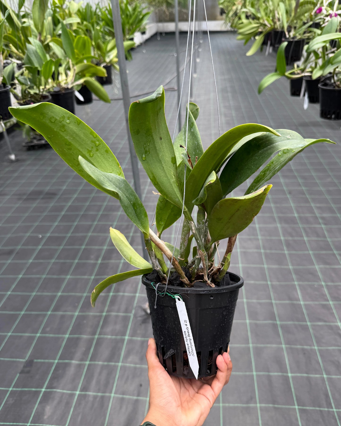 Cattleya Chomyong Beauty #2