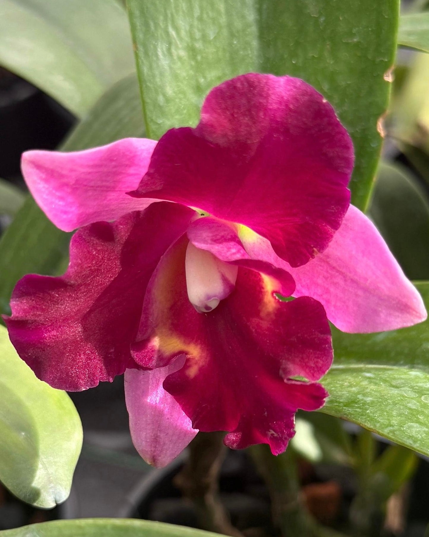 cattleya chomyong beauty #1