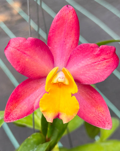Cattleya Chomyong Beauty #1