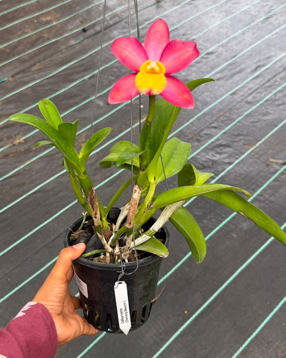 Cattleya Chomyong Beauty #1