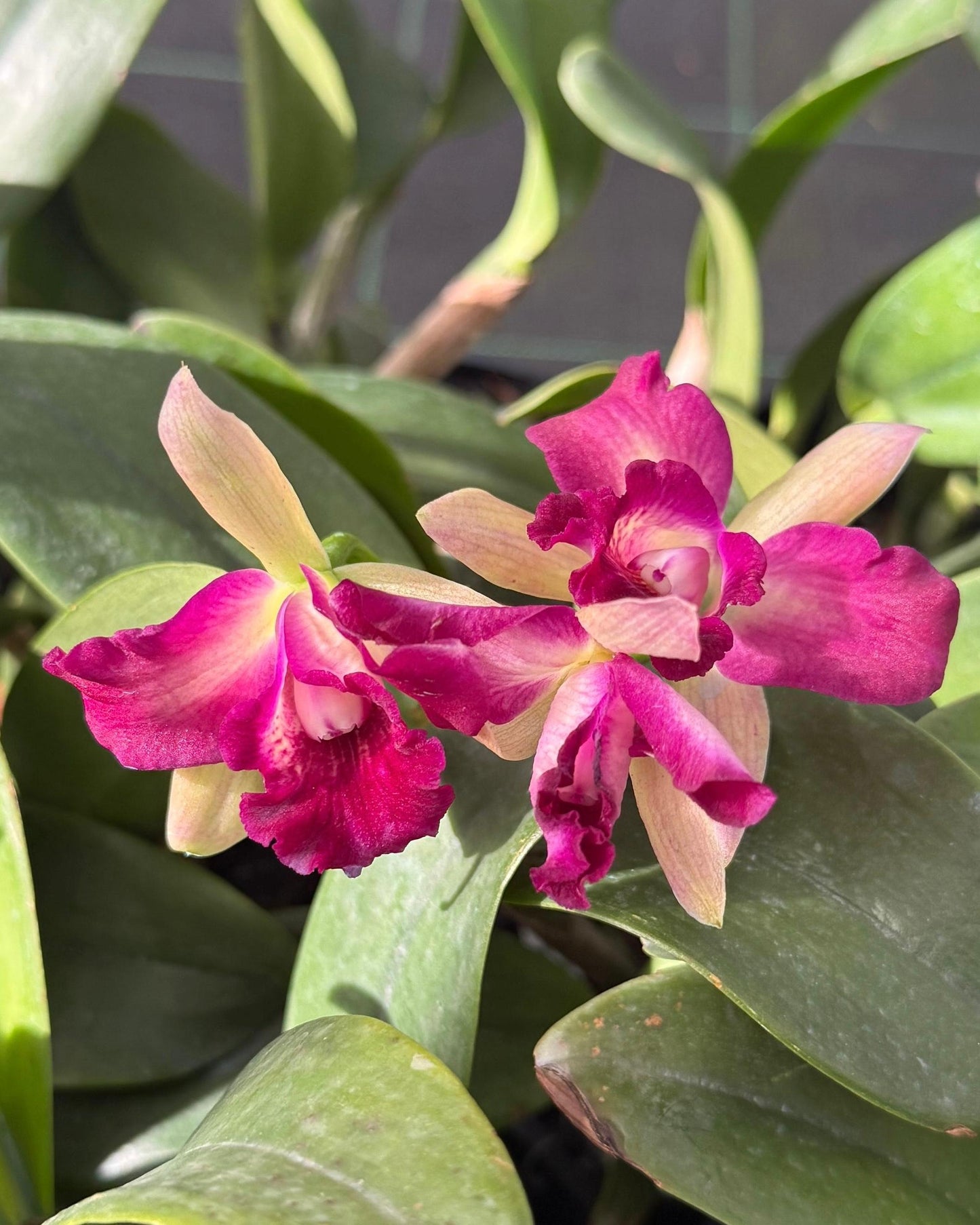 Cattleya Chomyong Beauty #2