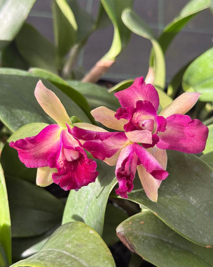 Cattleya Chomyong Beauty #2