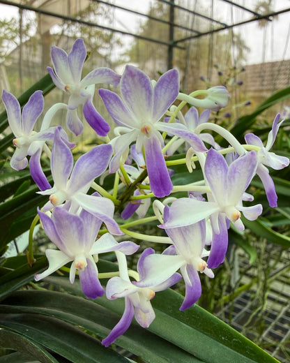 Vanda Coelestis Blue x Lousneary