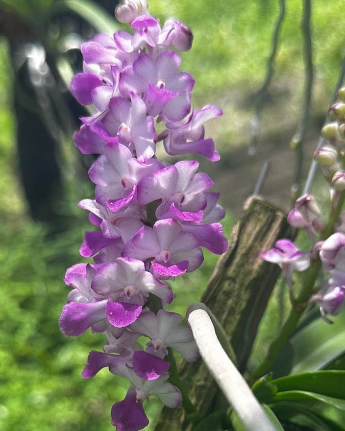 Rhyncostylis Coelestis Pink (wood mounted)