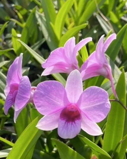 Dendrobium Compact 656