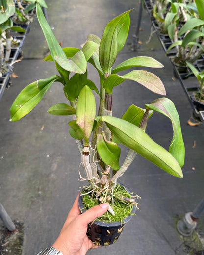 Dendrobium JK 32 Dark Red White Lip