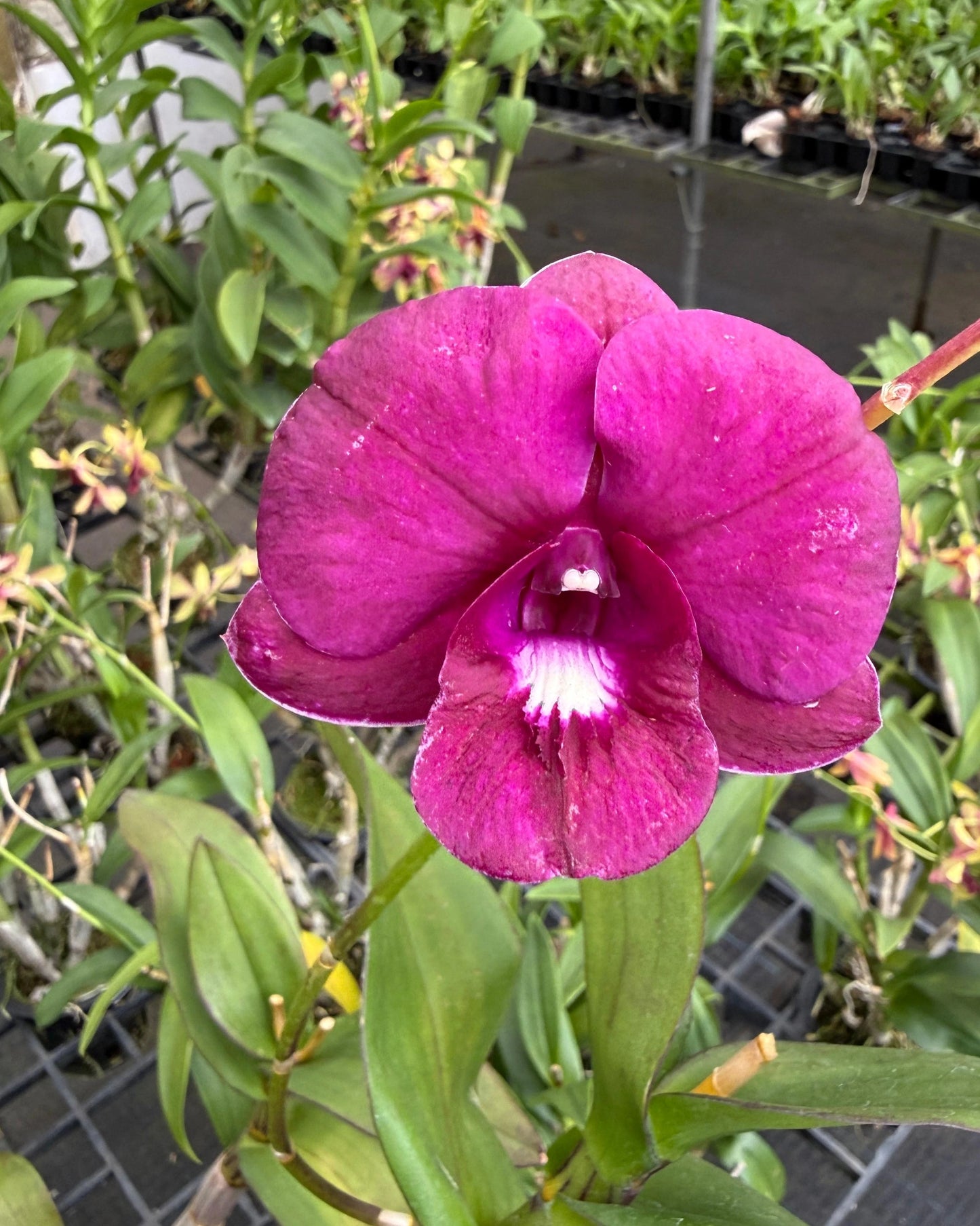 Dendrobium JK 32 Dark Red White Lip