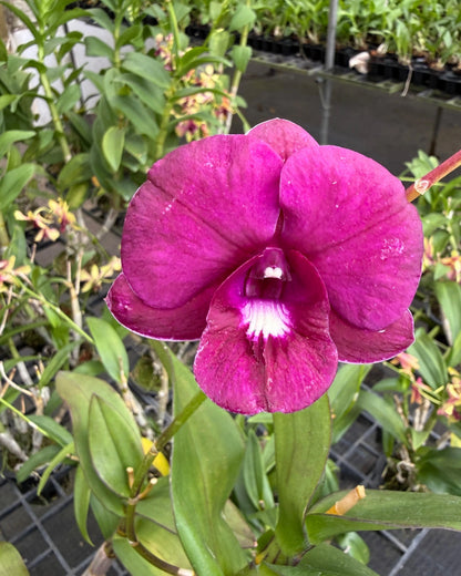 Dendrobium JK 32 Dark Red White Lip