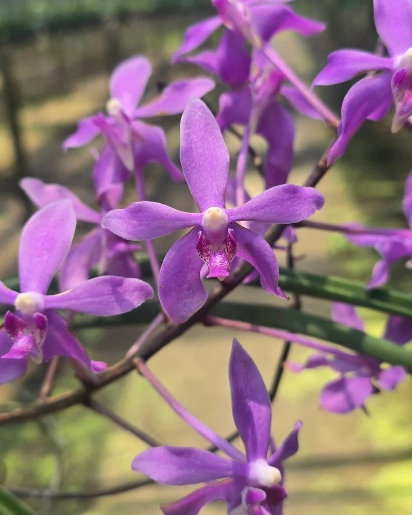 Darwinara Charm Blue Star x Paraphalaenopsis Laycockii (Double)