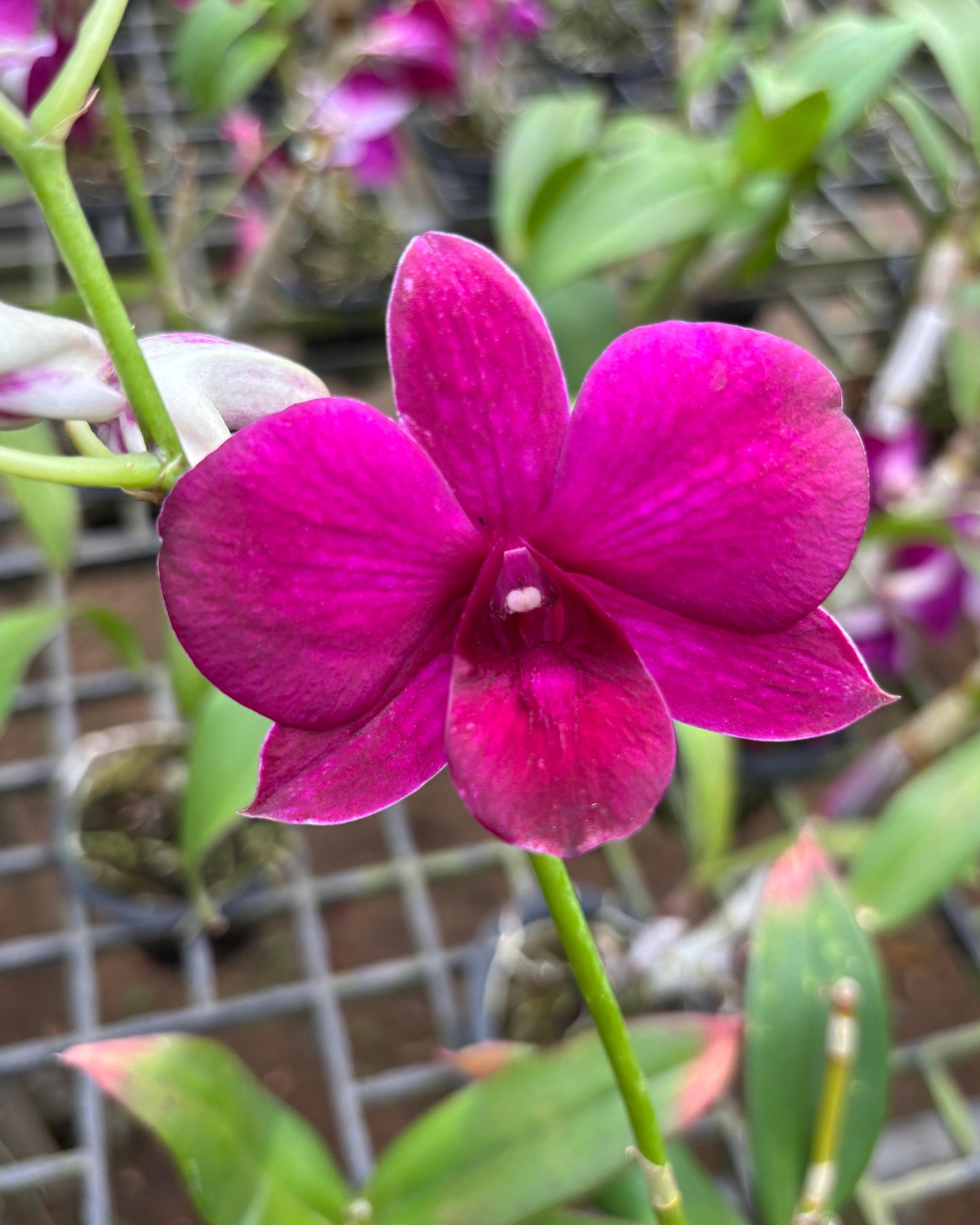 Dendrobium JK 51 Red