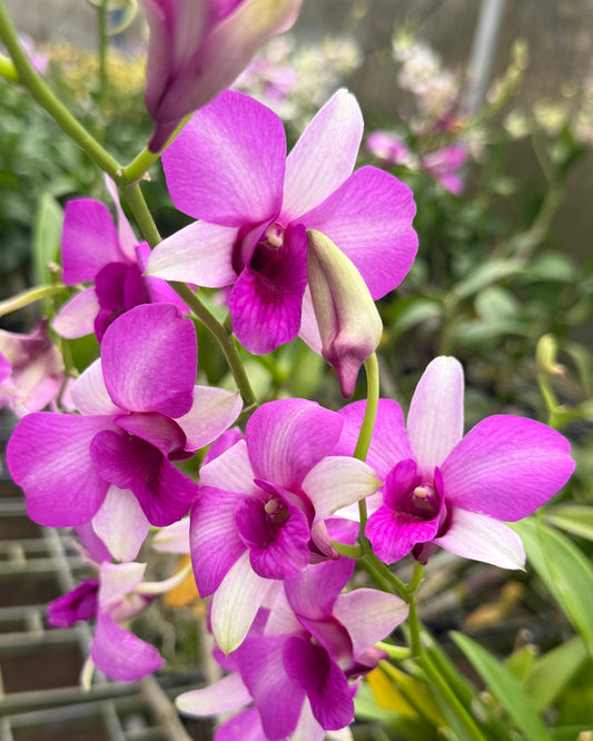 Dendrobium Rainbow