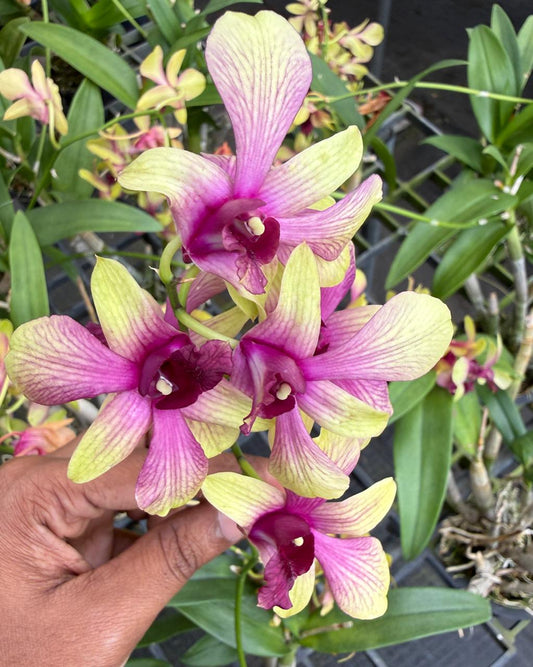 Dendrobium JK7 Yellow Red Line