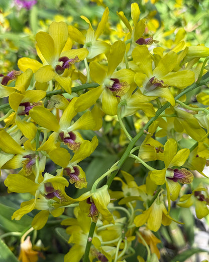 Dendrobium Pensuda