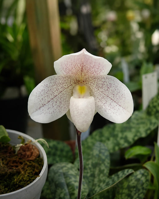 Paphiopedilum Dr Jack