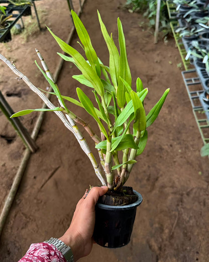 Dendrobium Draconis