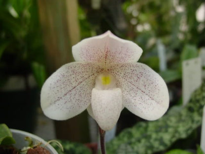 Paphiopedilum Dr Jack