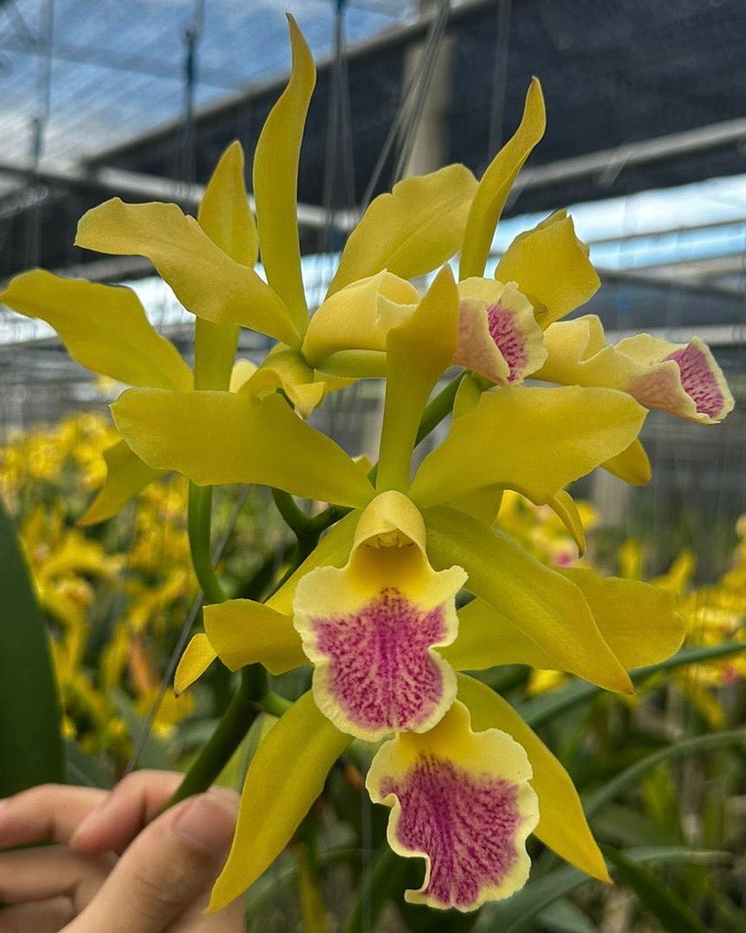 Cattleya Dude #2