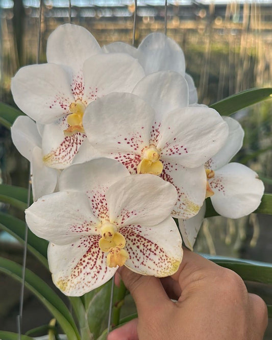 Vanda Edwin Alberto