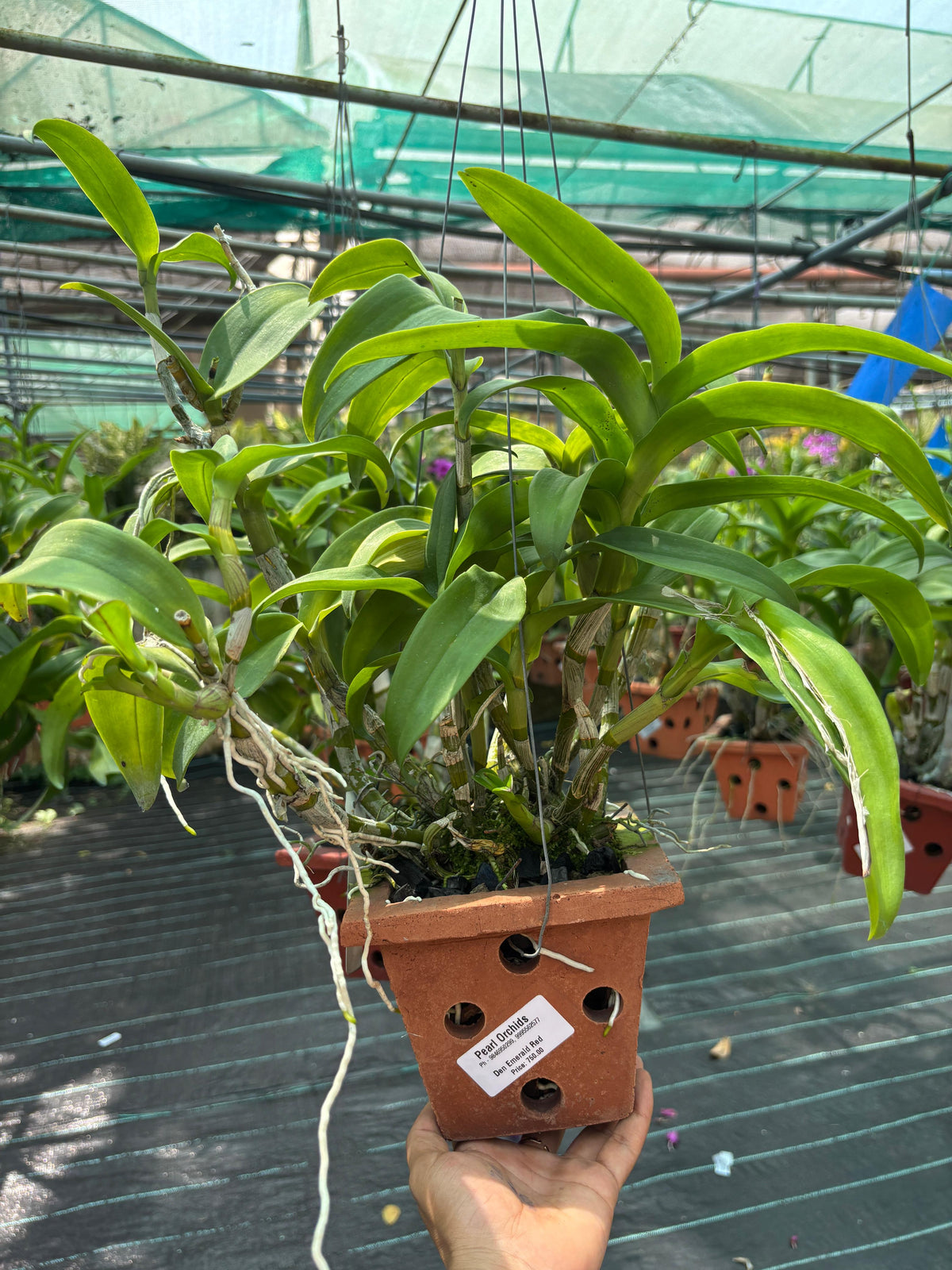 Dendrobium Emerald Red (5 inch Potted) orchid