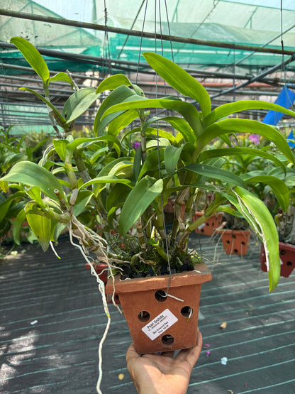 Dendrobium Emerald Red (5 inch Potted)