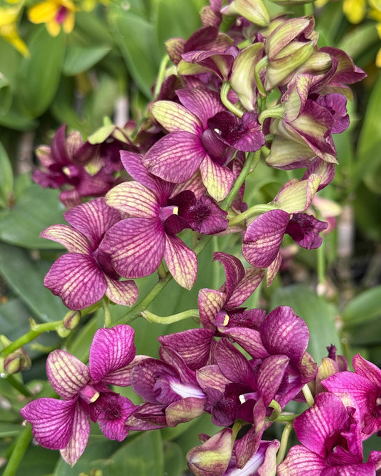 Dendrobium Emerald Red