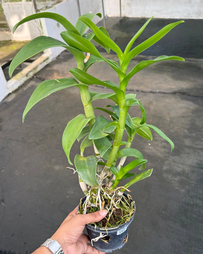 Dendrobium Emerald Red