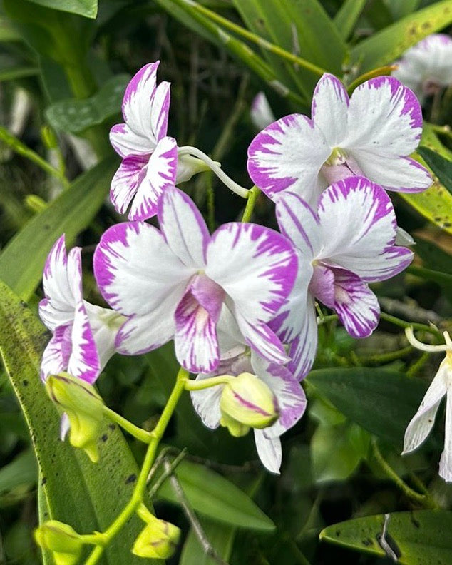 Dendrobium Enobi Splash