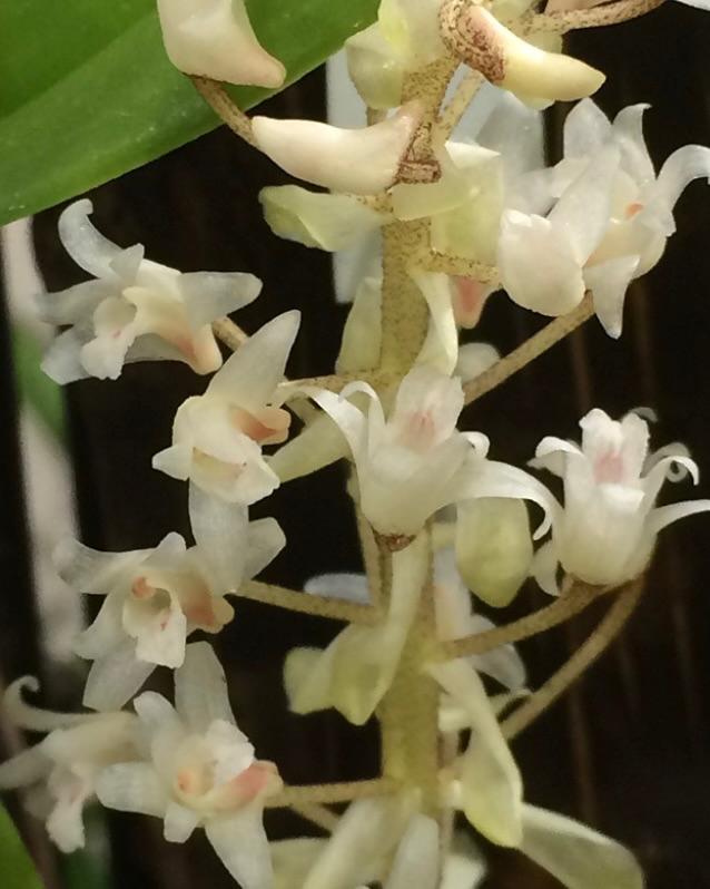 Cattleya Eria Bractescens