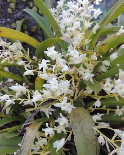 Cattleya Eria Bractescens