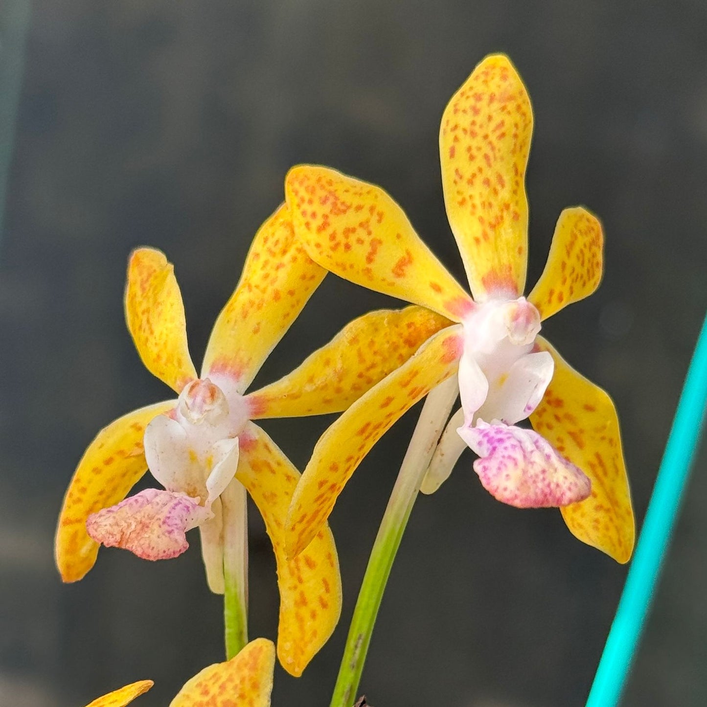 Vanda Falcata x Denisoniana x Charm Blue Star