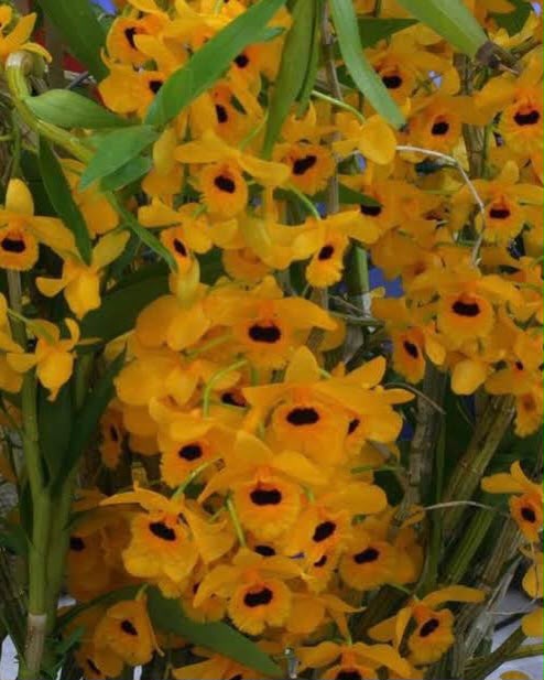 Dendrobium Fimbriatum